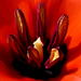 Különleges tulipán bibék