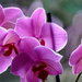 Facebook Orchidea