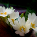 Szártalan kankalin ( Primula vulgaris ) januárban