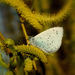 Pillangó a virágzó fűzfán - Boglárka