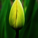 Tulipán bimbó,.,