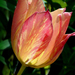 Piros cirmos tulipán