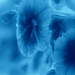 Facebook kék virágok