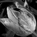 Fekete fehér cirmos tulipán