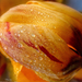 Cseppes Tulipánfej
