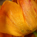 Háttérkép - cseppes tulipán