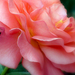 Naranszínű rózsa