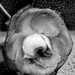 Cseppes fekete fehér rózsa