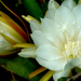 Fehér kaktuszvirág