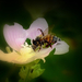 Uzsonnaidő - méh