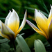 Botanikai tulipánok a naplementében - háttérkép