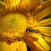 Méhecske a sárga virágon