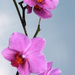 Lila Orchidea