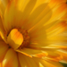 Szeptember végi sárga virág