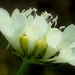 Vandvirág - fehér