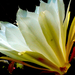 Fehér kaktusz virág oldalnézet