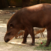 Suki, a tapír