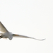 Nagy kócsag (Ardea alba) Great White Egret