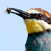 Gyurgyalag (Merops apiaster) European Bee-eater