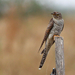 Kakukk (Cuculus canorus) Common Cuckoo