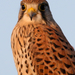 Vörös vércse (Falco tinnunculus) Common Kestrel