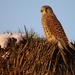 Vörös vércse (Falco tinnunculus) Common Kestrel