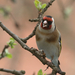 European Goldfinch (Carduelis carduelis) Tengelic 13410618363[H]