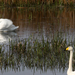 Mute Swan (Cygnus olor) Bütykös hattyú &amp; Whooper Swan (Cygnu