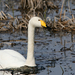 Whooper Swan (Cygnus cygnus) Énekes hattyú 13605361564[H]