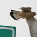 Common Kestrel (Falco tinnunculus) Vörös vércse 13927269574[H]