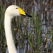 Whooper Swan (Cygnus cygnus) Énekes hattyú 13604706373[H]