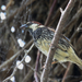 Spanish Sparrow Willow Sparrow (Passer hispaniolensis) berki ver