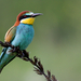 European Bee-eater (Merops apiaster) Gyurgyalag