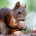 Eurasian red squirrel (Sciurus vulgaris) Európai mókus
