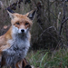 Red Fox (Vulpes vulpes) Vörös róka 15720805909[H]