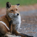 Red Fox (Vulpes vulpes) Vörös róka 15906917325[H]