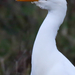 Cattle egret (Bubulcus ibis) Pásztorgém 15231736814[H]