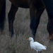 Cattle egret (Bubulcus ibis) Pásztorgém 15836563286[H]