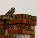 Little owl (Athene noctua) Kuvik 15668265027[H]