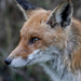 Red Fox (Vulpes vulpes) Vörös róka 15287225293[H]