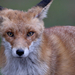 Red Fox (Vulpes vulpes) Vörös róka 15719647870[H]
