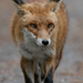 Red Fox (Vulpes vulpes) Vörös róka 15287323093[H]