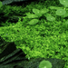 micranthemum-sp-monte-carlo 1