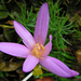 Őszi Kikerics (Colchicum Autumnale)