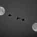 Paris-March-2011 -Duplicated-Moon-and-Gooses