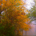 Ködös ősz