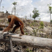 orangutan-deforestation-for-palm-oil-plantationscenes-from-indon