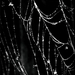 spiderweb bw