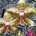 Tigris csíkos orchidea