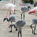 Flamingó-gyerekek
